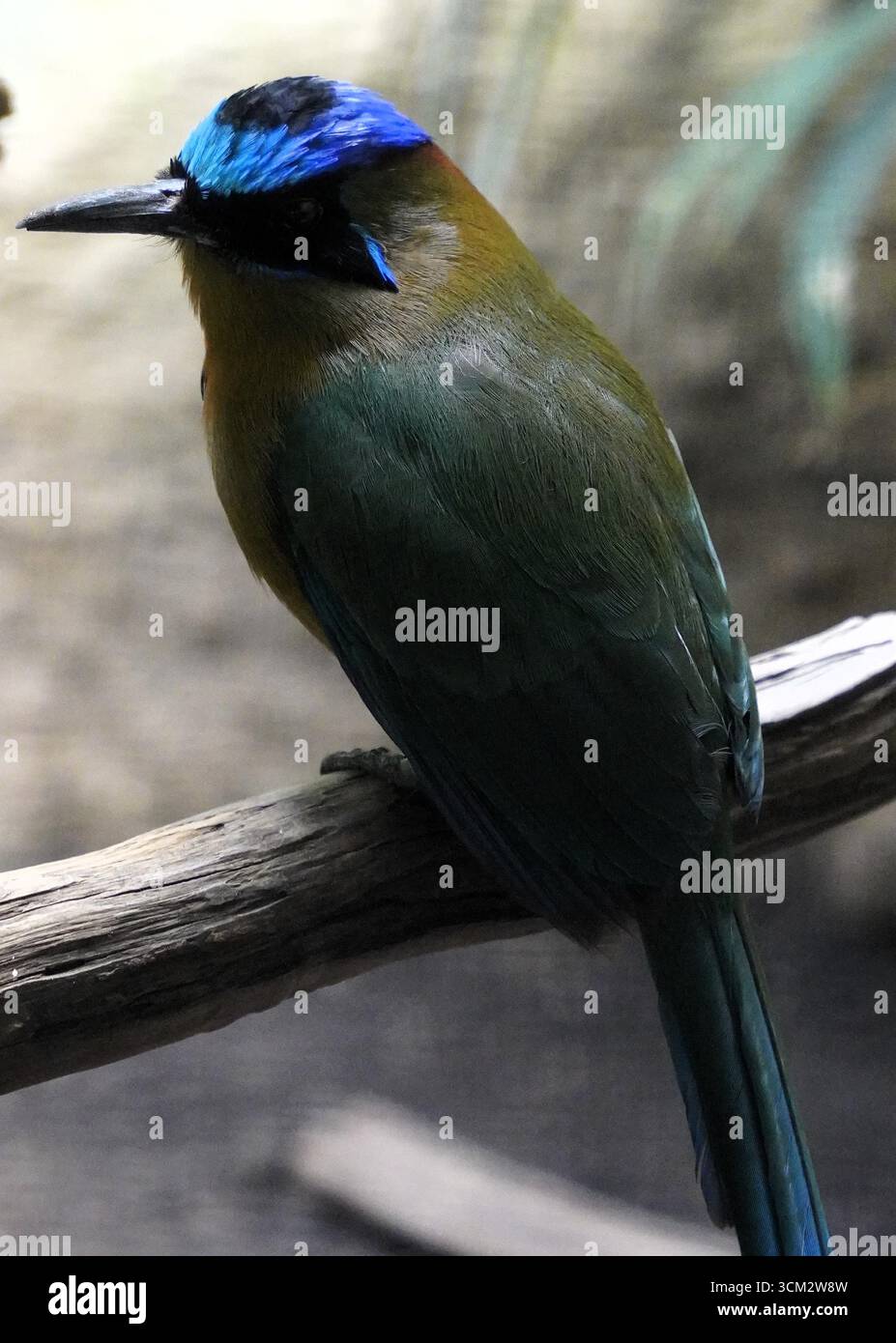 Primo piano verticale di un motmot amazzonico (Momotus momota), un colorato uccello quasi passerino, seduto su un ramo d'albero nella foresta pluviale amazzonica Foto Stock