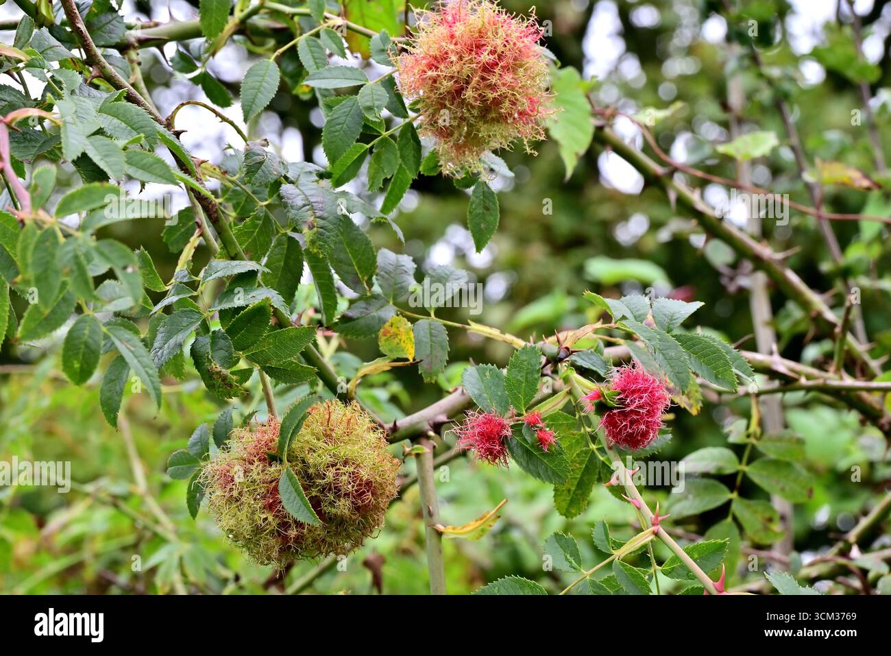 In tutto il Regno Unito - Robin's pin cushion o Rose bedeguar gall (Diplolepis rosae) Foto Stock