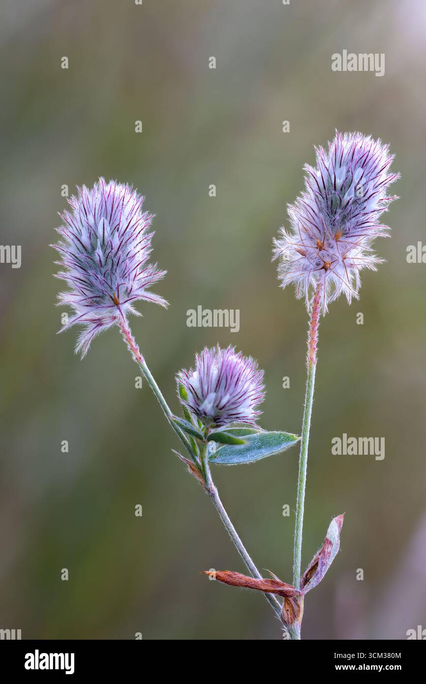 Trifoglio a piedi di coniglio in fiore Foto Stock