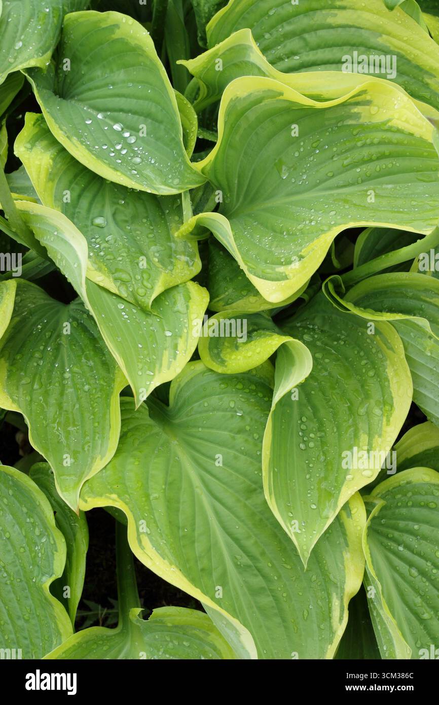 Vittoria di Hosta. Caratteristiche grandi e variegate foglie di Hosta Victory, un robusto giglio planare. REGNO UNITO Foto Stock