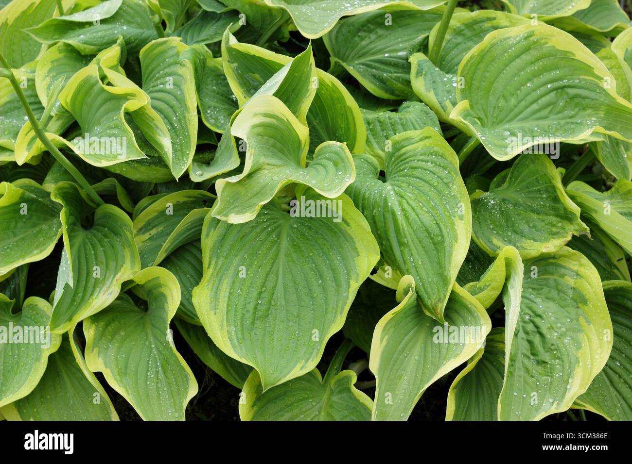 Vittoria di Hosta. Caratteristiche grandi e variegate foglie di Hosta Victory, un robusto giglio planare. REGNO UNITO Foto Stock