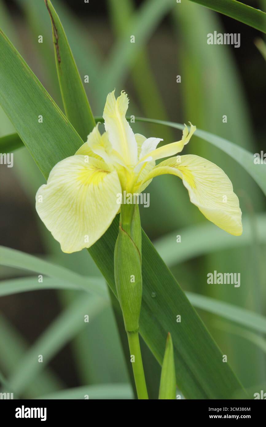 Iris Laevigata Wychwood Surprise, un Iris d'acqua adatto per i margini dello stagno. REGNO UNITO Foto Stock