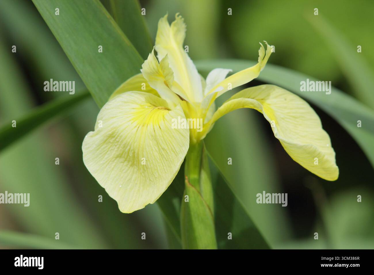 Iris Laevigata Wychwood Surprise, un Iris d'acqua adatto per i margini dello stagno. REGNO UNITO Foto Stock