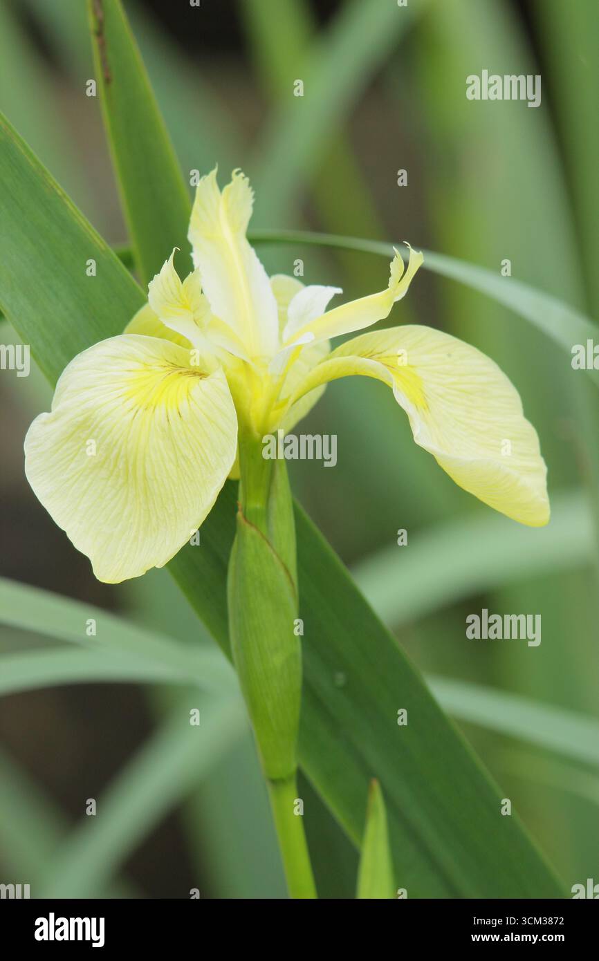 Iris Laevigata Wychwood Surprise, un Iris d'acqua adatto per i margini dello stagno. REGNO UNITO Foto Stock