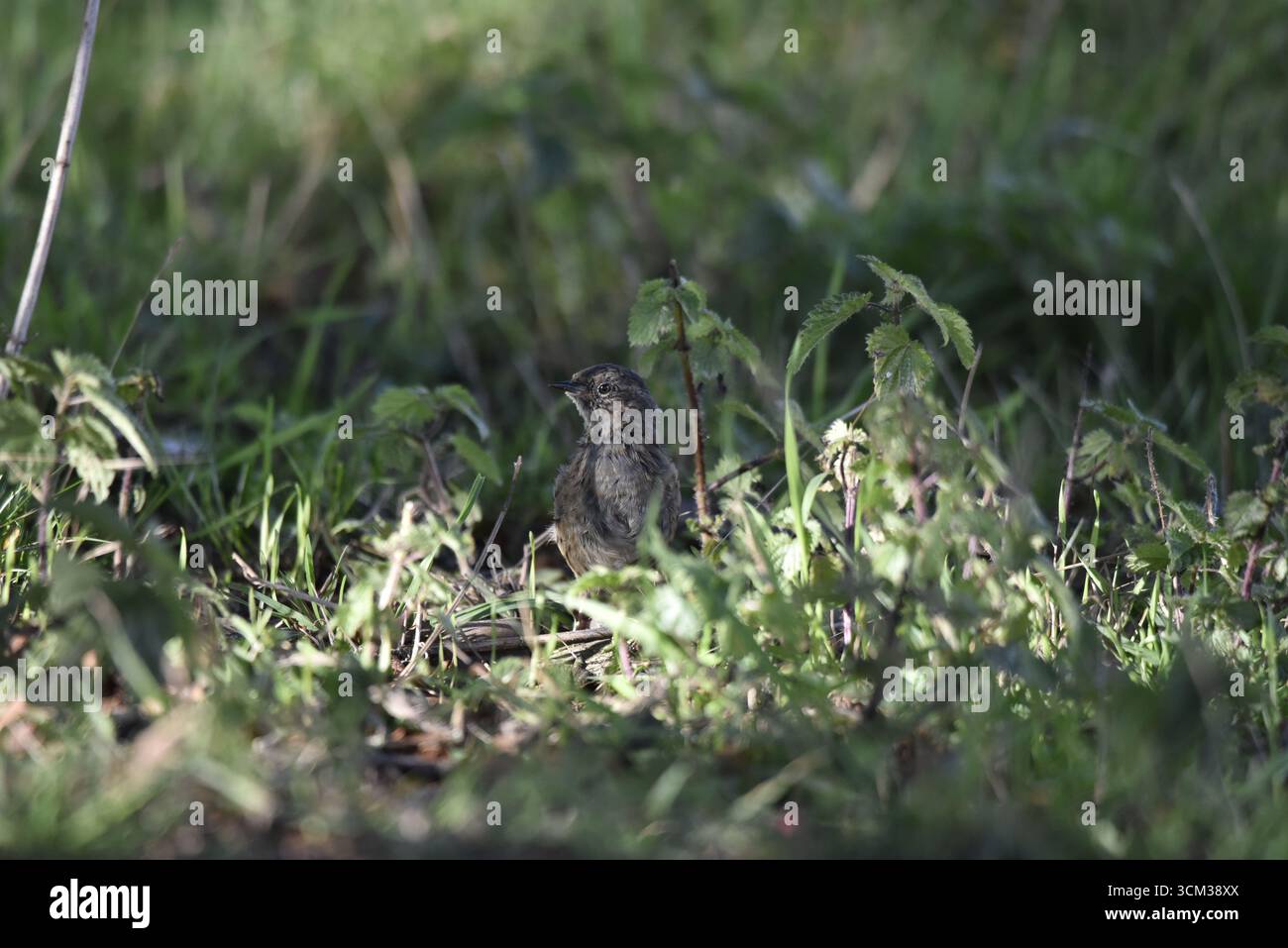 Vista a livello dell'occhio di un Robin europeo giovanile (erithacus rubecula) a sinistra sul pavimento della foresta, in mezzo alla vegetazione, illuminato dal sole in primo piano, Regno Unito in autunno Foto Stock