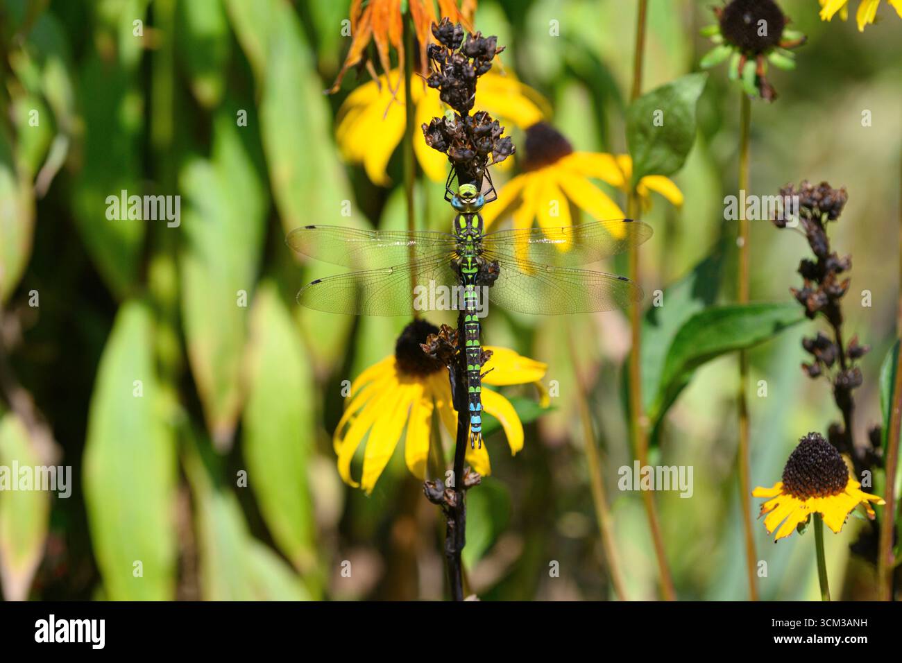 Southern Hawker; Nottingham Foto Stock