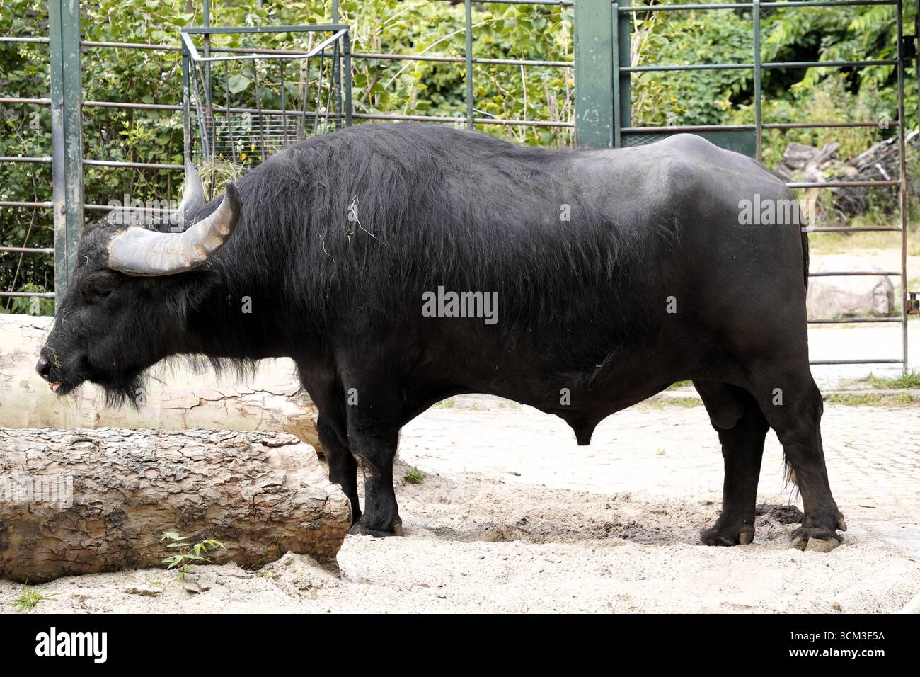Profilo laterale di un bufalo domestico maschile (bufalo d'acqua europeo o bubalus bubalis) con pelliccia nera scura e corna massicce in piedi in una fattoria Foto Stock Profilo laterale di un bufalo domestico maschile (bufalo d'acqua europeo o bubalus bubalis) con pelliccia nera scura e corna massicce in piedi in una fattoria Foto Stock