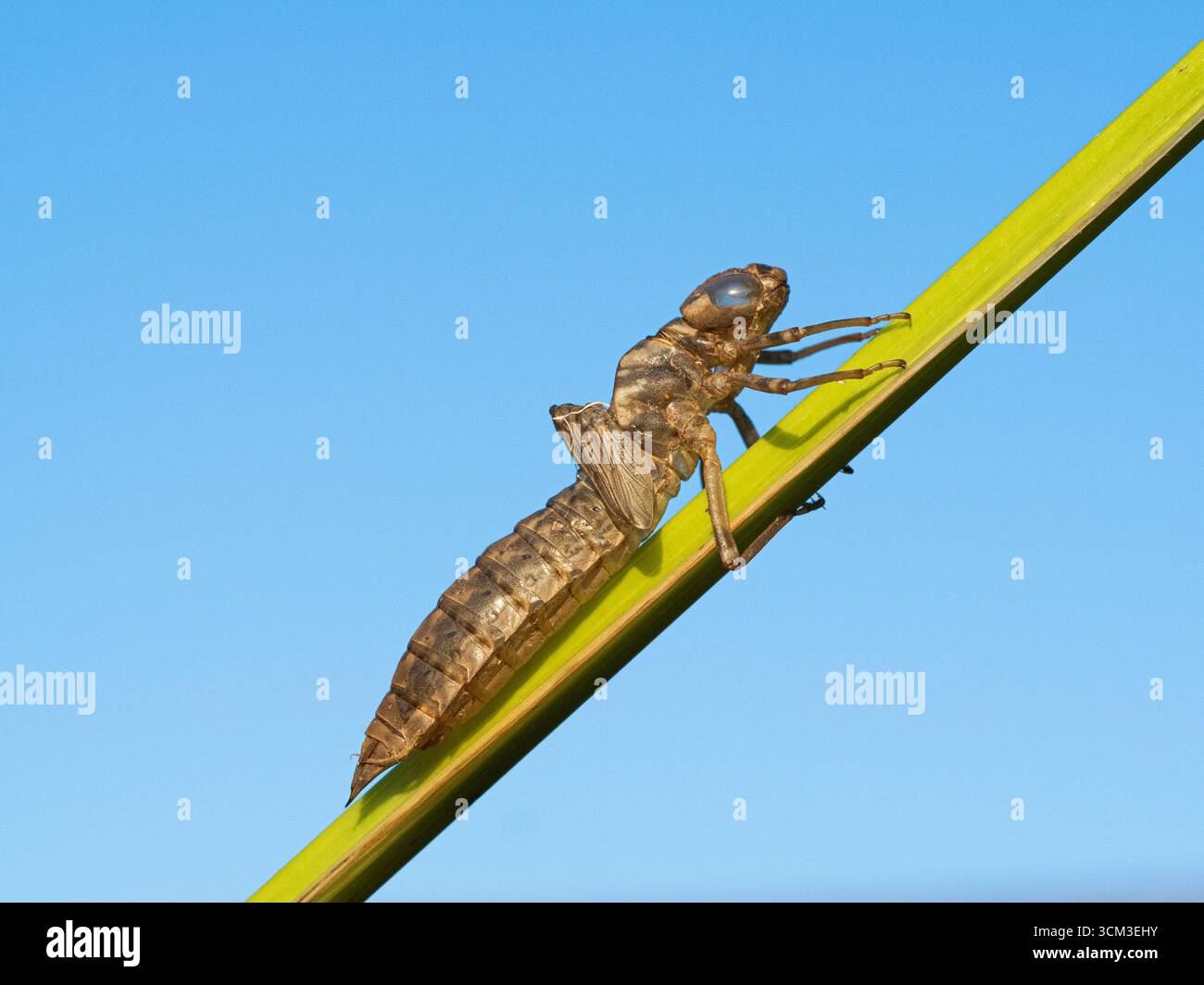 Pelle larvale vuota (exuviae) di una libellula di Falco del Sud (Aeshna cyanea), Cambridgeshire, Inghilterra Foto Stock