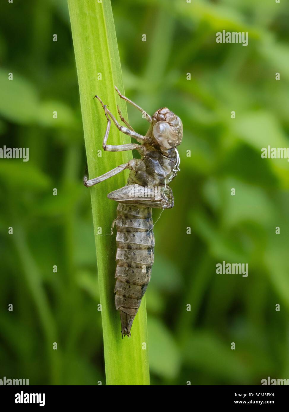 Pelle larvale vuota (exuviae) di una libellula di Falco del Sud (Aeshna cyanea), Cambridgeshire, Inghilterra Foto Stock