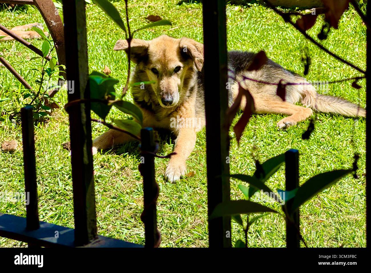Cane che riposa sull'erba dietro una recinzione da giardino - Immagine stock catturata con smartphone