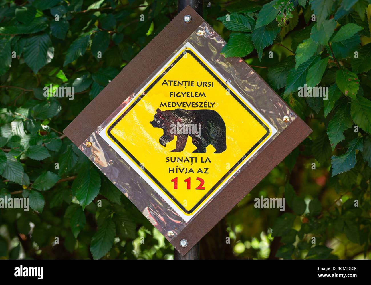 Porta un cartello di avvertimento in lingua rumena e ungherese, esposto in giallo contro un palo di legno all'interno di un ambiente verde di foresta. Foto Stock