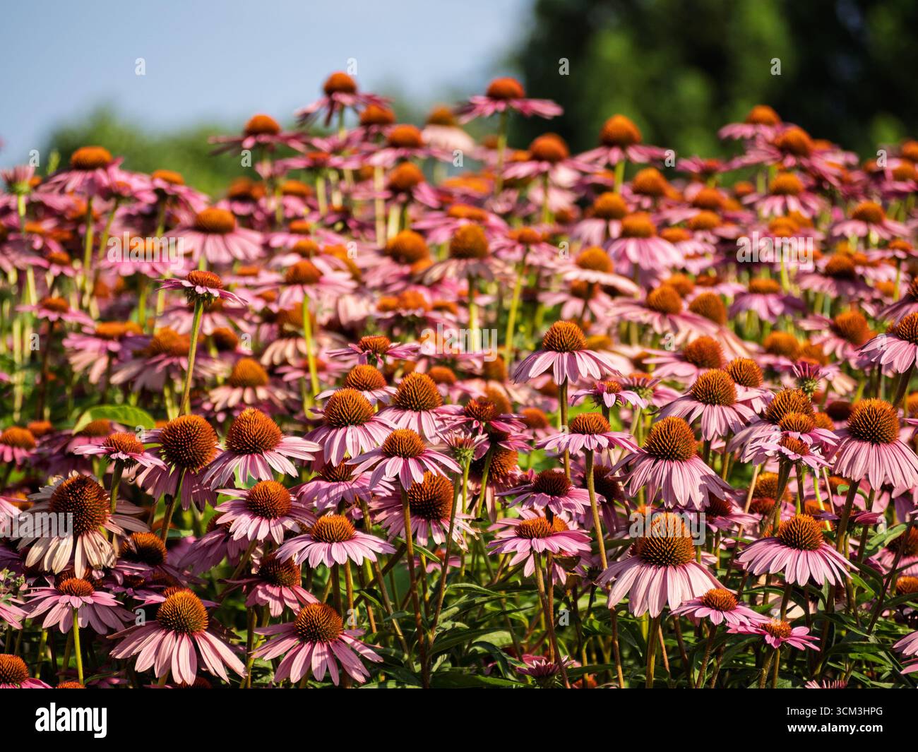 Un vivace primo piano di coneflowers rosa con centri arancioni, che fioriscono abbondantemente in un campo soleggiato. Foto Stock