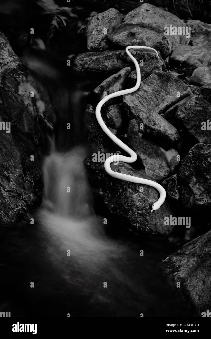 Serpente fluviale Foto Stock