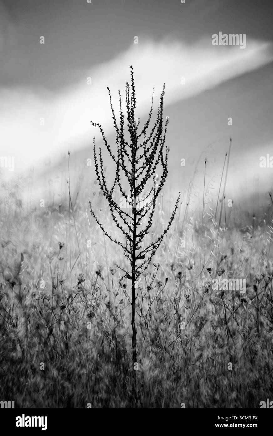 Pianta della montagna Foto Stock