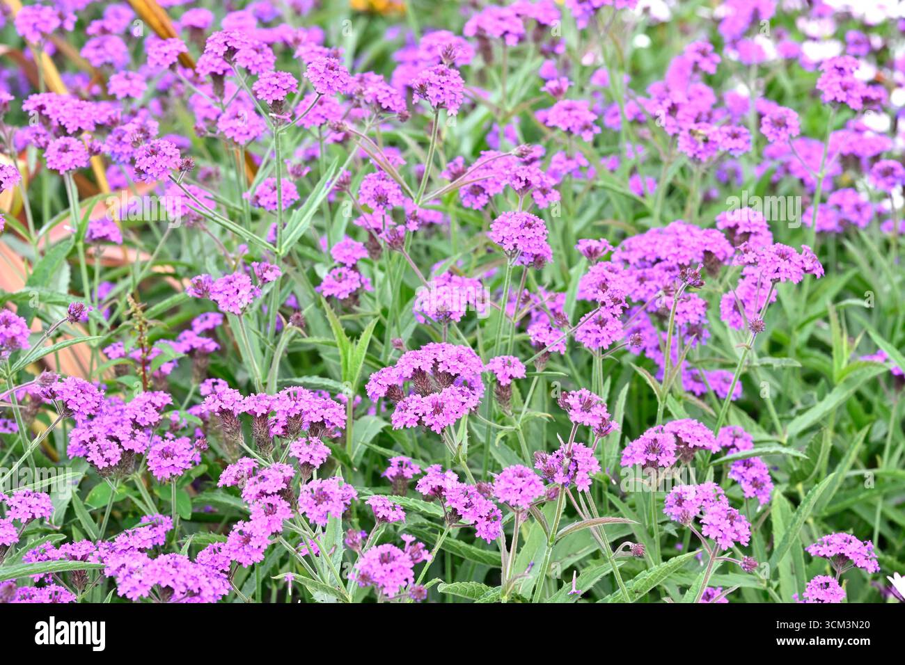 Fiori viola estivi di Verbena rigida o slanciato giardino inglese settembre Foto Stock