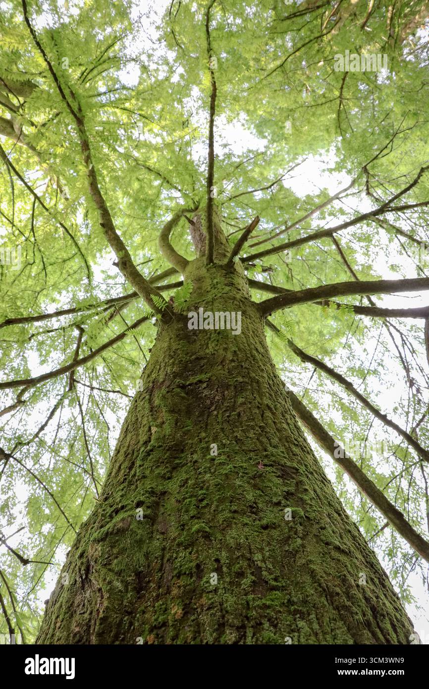 Foto dettagliata di un tronco di albero con lussureggiante fogliame verde, che mette in risalto la consistenza naturale della corteccia e le foglie vivaci. Perfetto per gli ambienti naturali, la foresta Foto Stock