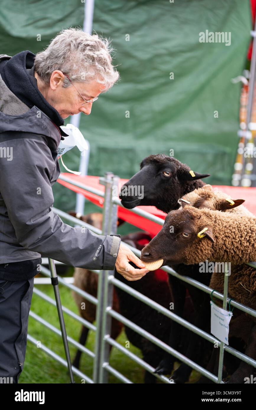 Fiera delle pecore nella campagna inglese. Tradizionale evento annuale del 1261 a Findon, West Sussex, Inghilterra. Foto Stock