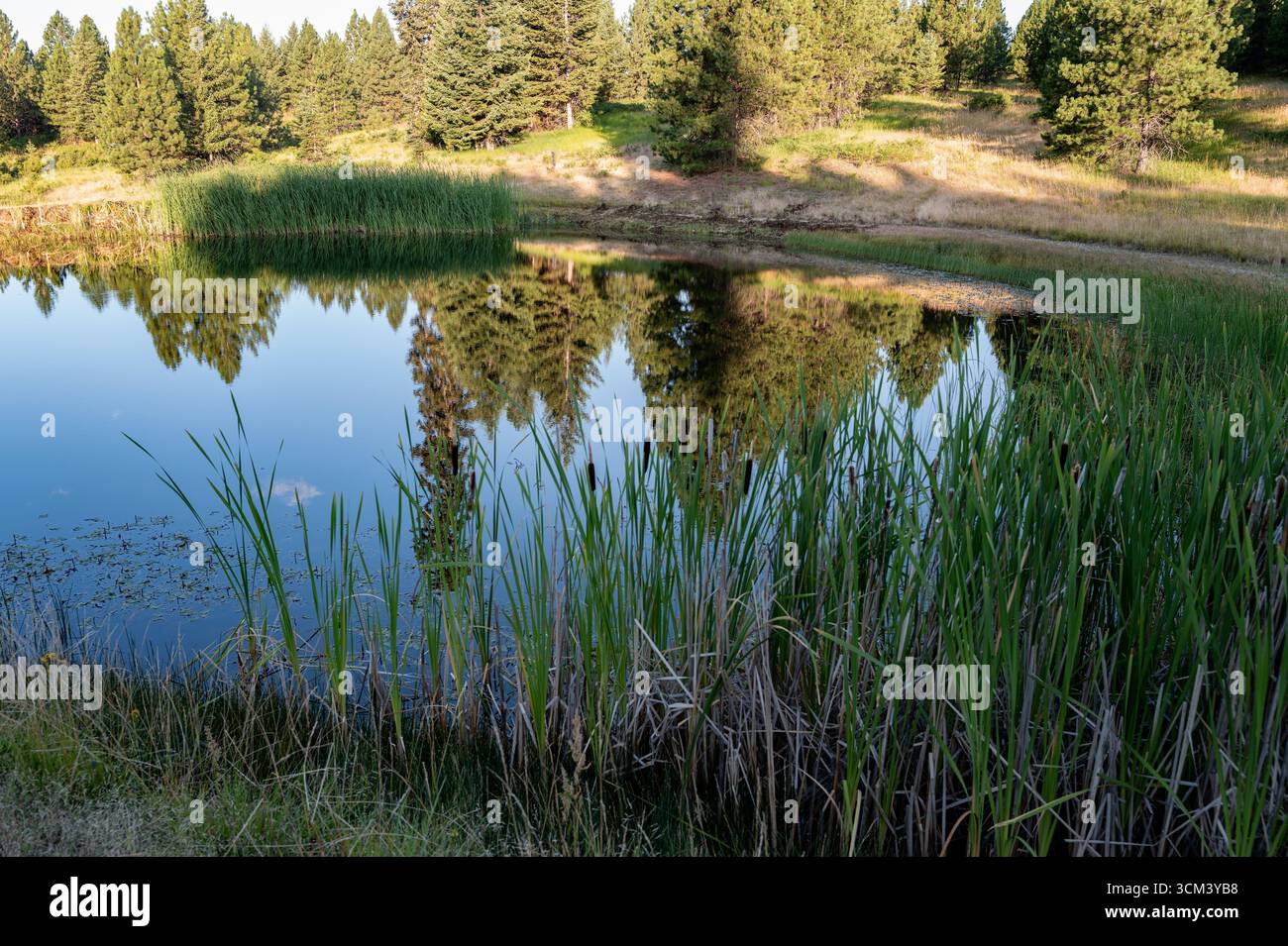 Laghetto mattutino perfetto per pescare con un riflesso di una foresta Foto Stock