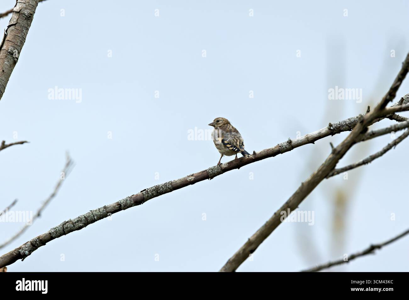 Giovanile europeo goldfinch con pennacchio fresco e becco chiaro. Si nutre di cardo, semi di cucchiaino e piccoli insetti. Fotografato su Bull Islan Foto Stock