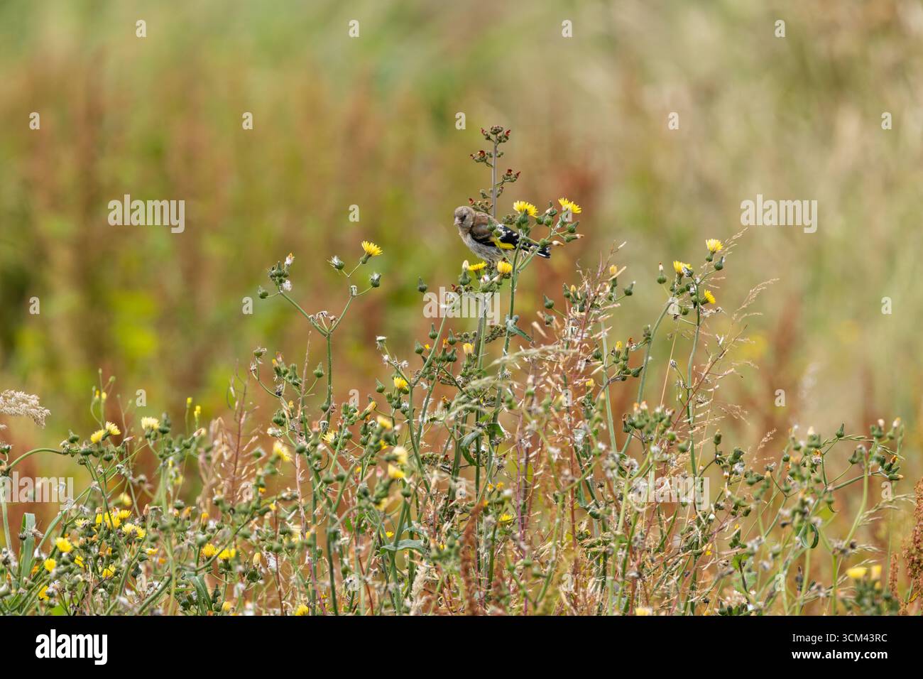 Giovanile europeo goldfinch con pennacchio fresco e becco chiaro. Si nutre di cardo, semi di cucchiaino e piccoli insetti. Fotografato su Bull Islan Foto Stock