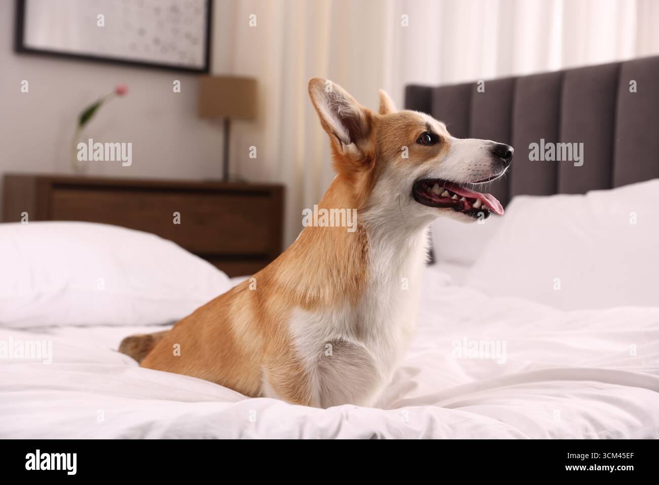 Hotel in cui sono ammessi gli animali domestici. Bel cane seduto sul letto all'interno Foto Stock