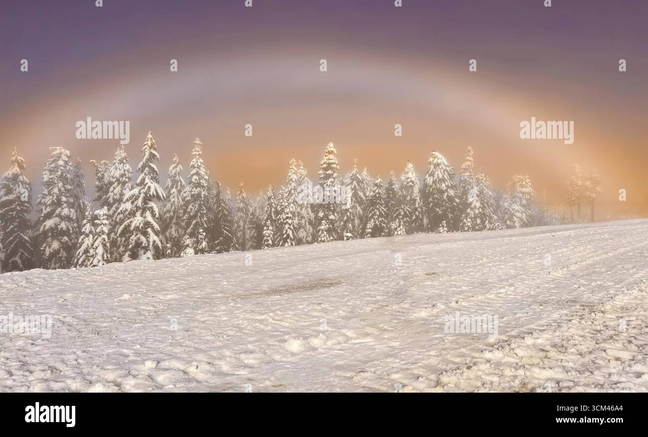 Nebbioso tramonto invernale su una foresta ghiacciata; luce dorata diffusa su pini smerigliati, cielo pastello e nebbia persistente. Illustrazione Vettoriale