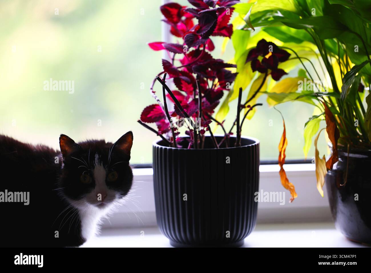 Gatto e piante Un ambiente accogliente vicino alla finestra Foto Stock
