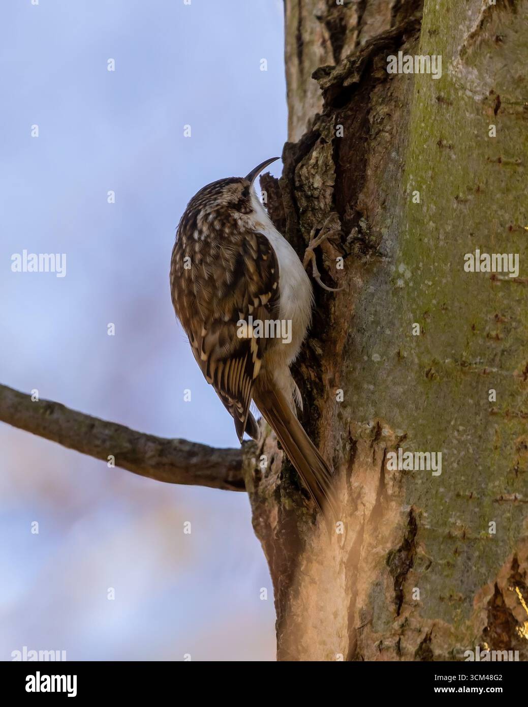 Certhia Familiaris o Treecreeper sul lato di un albero a Figgate Park Edimburgo, Scozia, Regno Unito Foto Stock