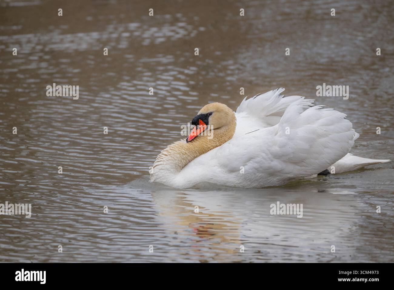 Cigno muto che soffia le sue ali in un lago Foto Stock