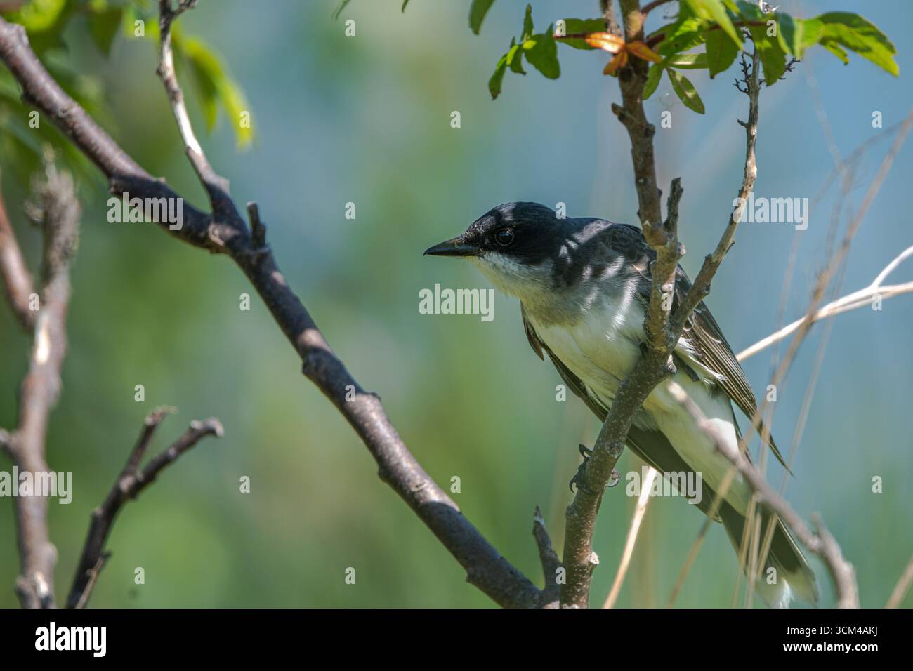 Kingbird orientale su un ramo di albero Foto Stock