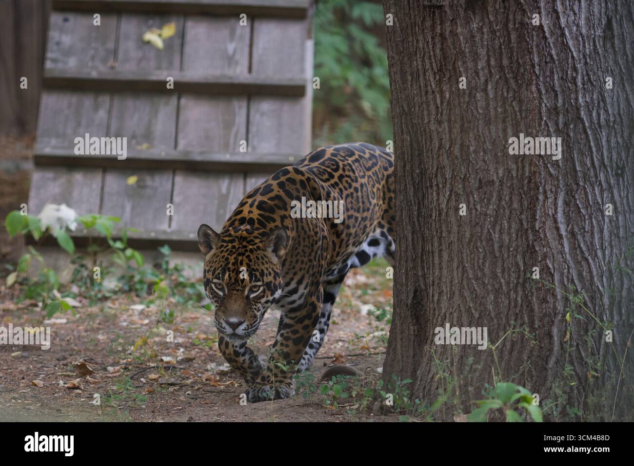 Un giaguaro (Panthera onca) all'interno di un recinto in gabbia in uno zoo dell'Europa orientale. Foto Stock