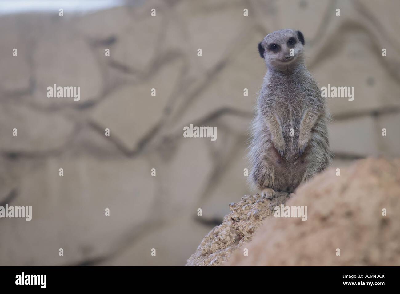 Meerkat (Suricata suricatta) all'interno di un recinto in gabbia in uno zoo dell'Europa orientale Foto Stock