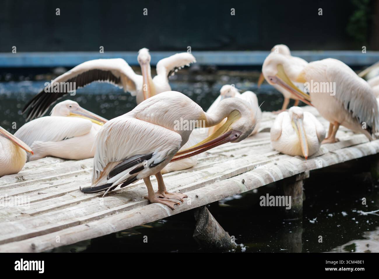 Pellicani dalmati, noti anche come pellicani dalla testa riccia, in uno zoo dell'Europa orientale. Foto Stock