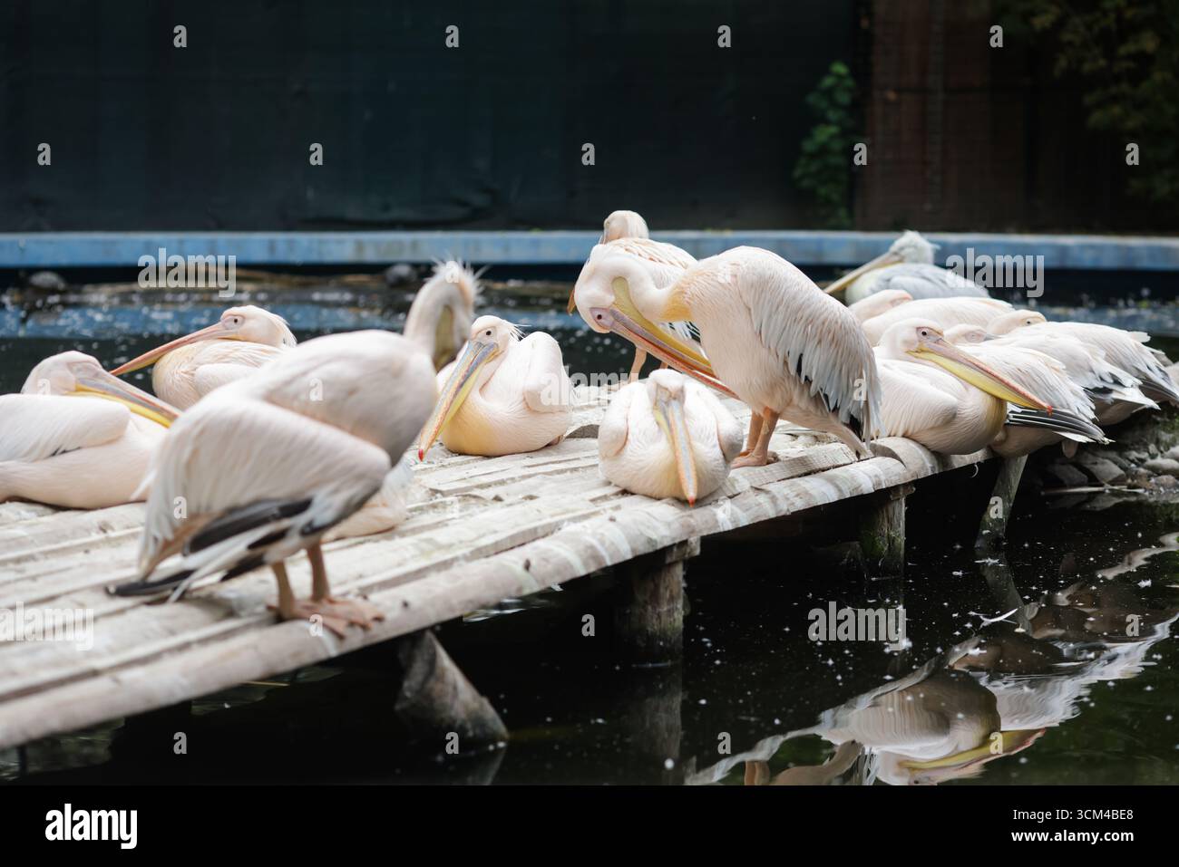 Pellicani dalmati, noti anche come pellicani dalla testa riccia, in uno zoo dell'Europa orientale. Foto Stock