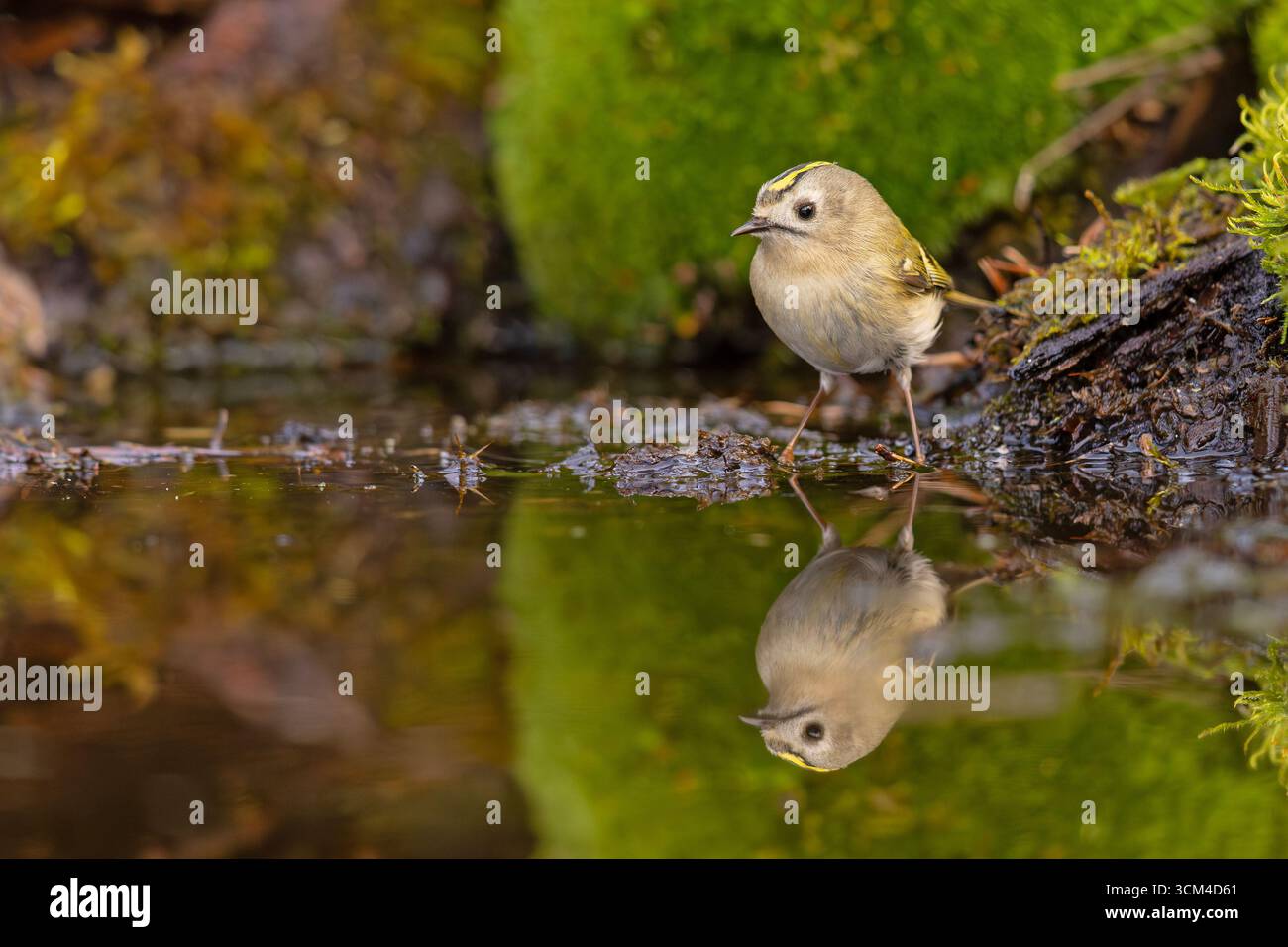 L'uccello più piccolo d'Europa - il cresta dorato (Regulus regulus) in una piscina per bere la foresta in una calda giornata primaverile Foto Stock