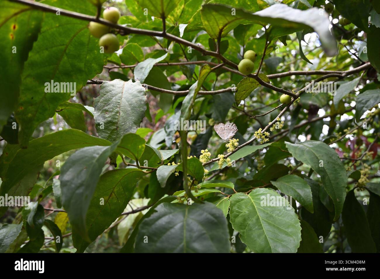 Tra le foglie, la vista di una farfalla pansiosa grigia sta raccogliendo il nettare da piccoli fiori che fioriscono sulla parte superiore del fusto di una pianta di Lovi lovi Foto Stock