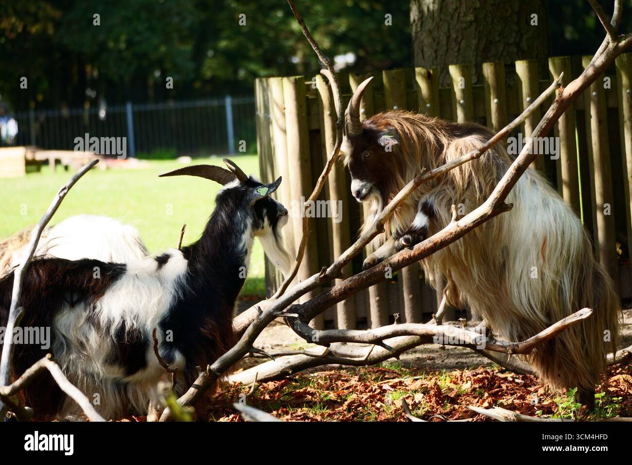 Confronto RAM Foto Stock