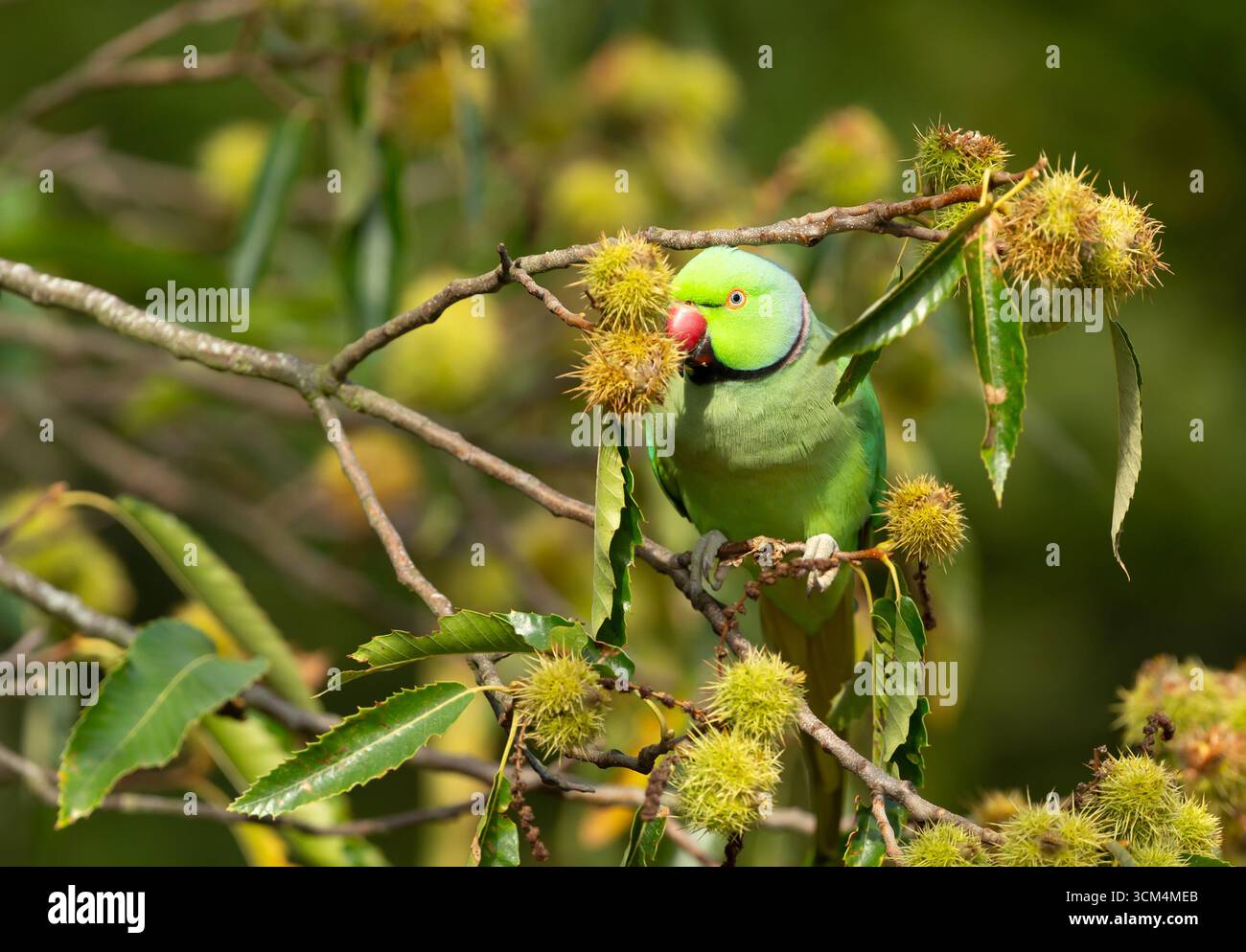 Psittacula krameri, arroccato in un castagno, si nutre di frutti piccanti, Regno Unito. Foto Stock