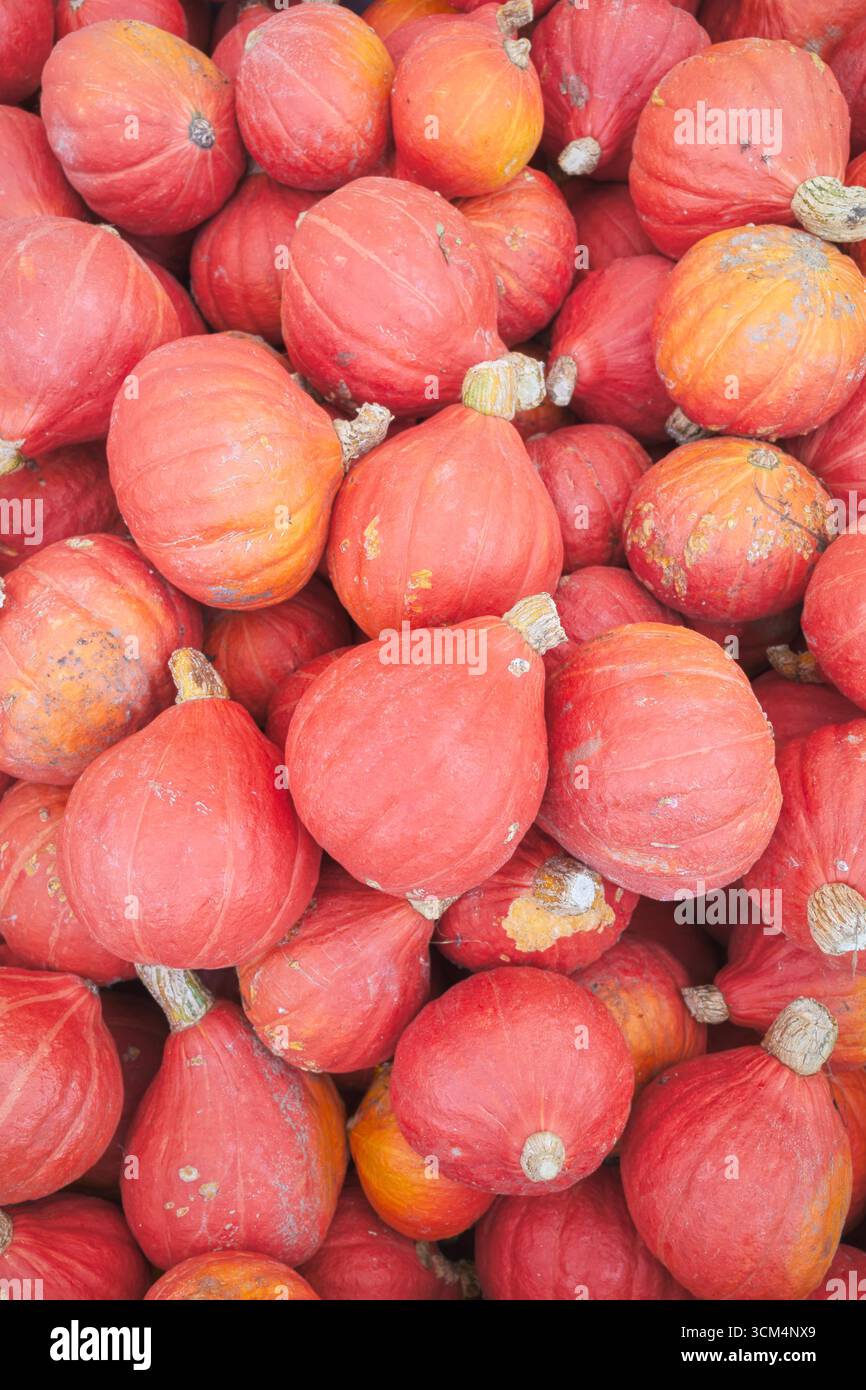 Foto della zucca kuri rossa organica (zucca Hokkaido), messa a fuoco selettiva. Foto Stock