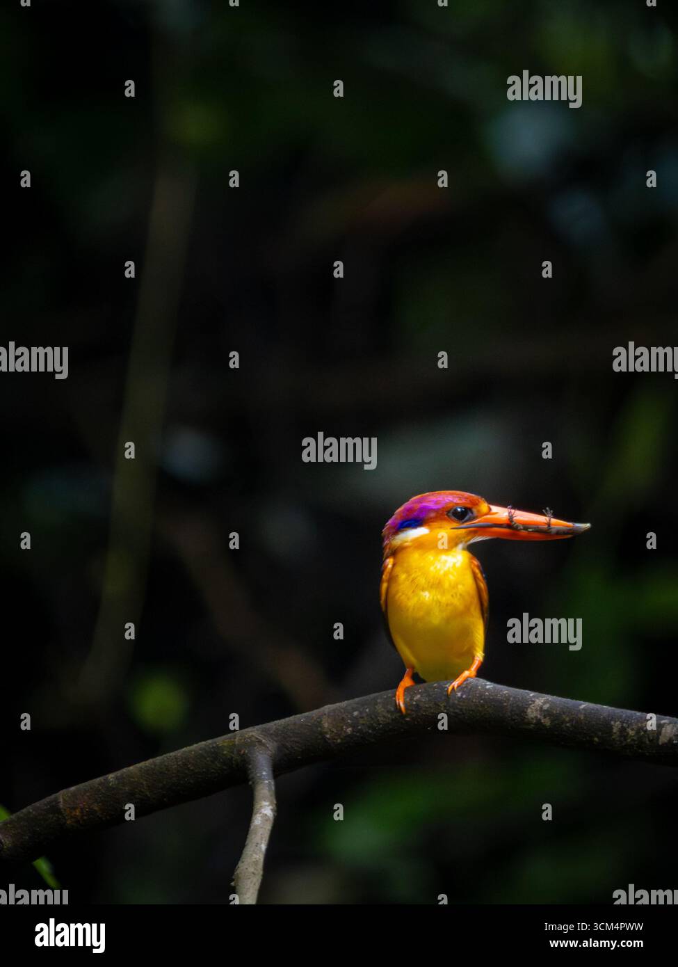 Un tripudio di colori, gli uccelli Oriental Dwarf Kingfisher o ODKF si trovano in foreste tropicali, umide e dense, e si nutrono di insetti, lucertole e rane Foto Stock