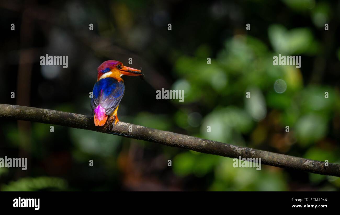Un tripudio di colori, gli uccelli Oriental Dwarf Kingfisher o ODKF si trovano in foreste tropicali, umide e dense, e si nutrono di insetti, lucertole e rane Foto Stock