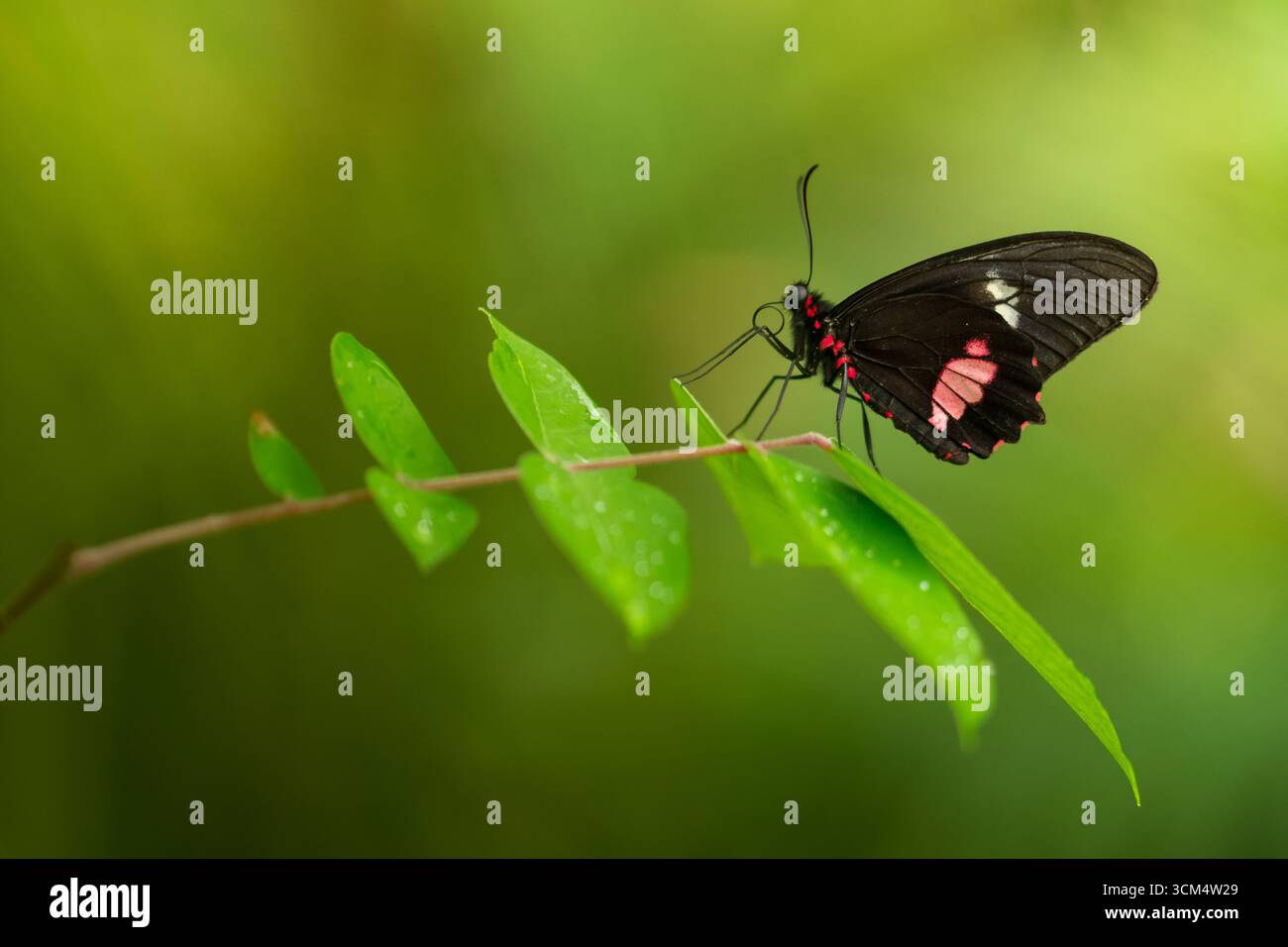 Farfalla tropicale con splendidi motivi sulle ali nella sua giungla naturale e foresta pluviale Foto Stock