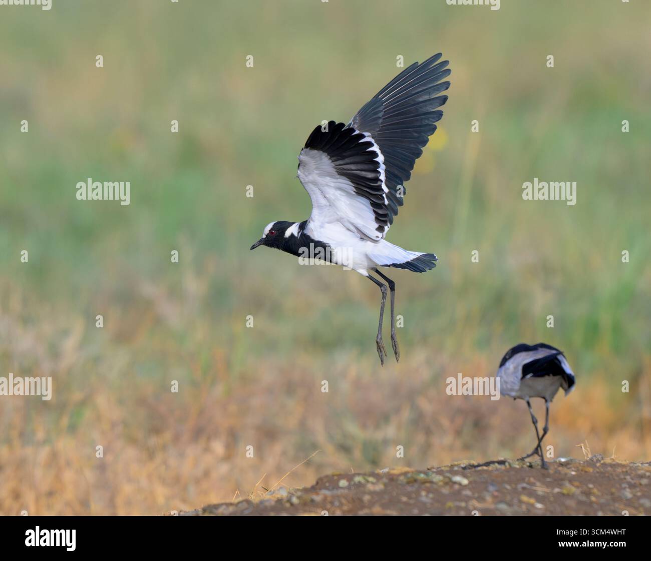 Fabbro lapwings, o plover (Vanellus armatus), uno volo; Lake Nakuru National Park, Kenya. Foto Stock