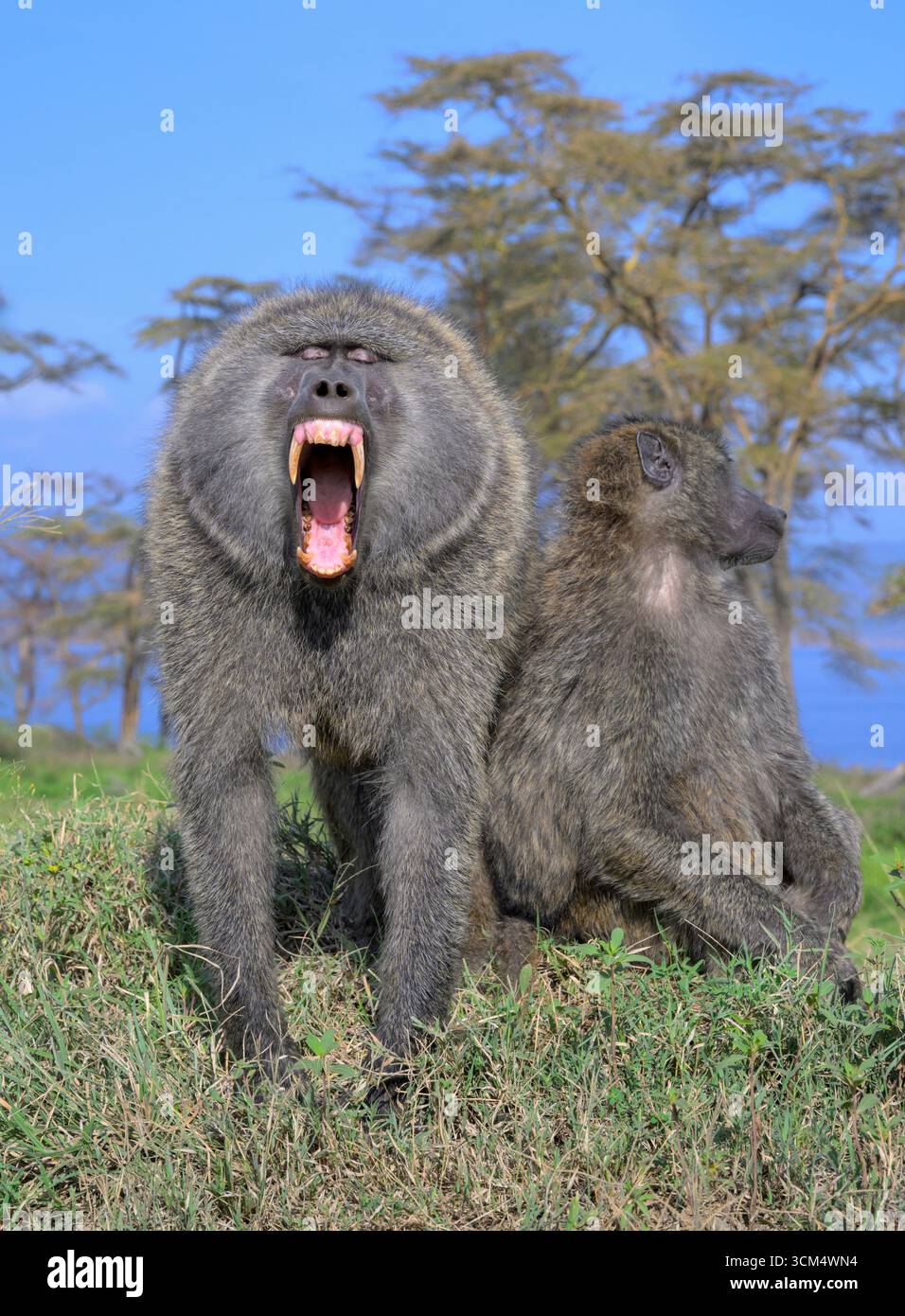 Babbuino di oliva maschio (Papio anubis) sbadigliando, mostrando le sue zanne grandi in bocca aperta, mentre la femmina riposa vicino al Parco Nazionale del Lago Nakuru, Kenya. Foto Stock