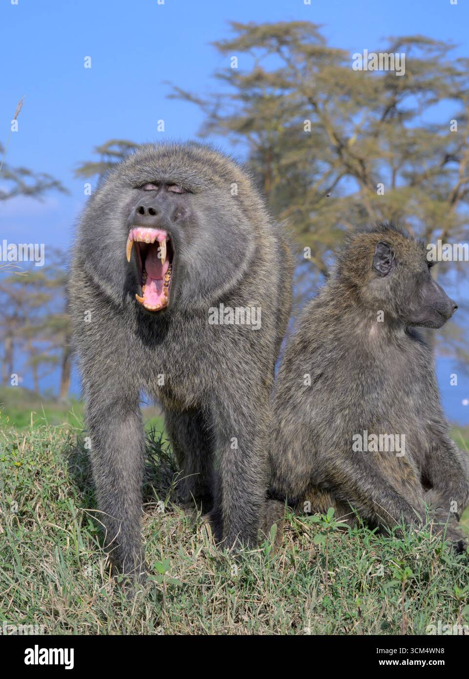 Babbuino di oliva maschio (Papio anubis) sbadigliando, mostrando le sue zanne grandi in bocca aperta, mentre la femmina riposa vicino al Parco Nazionale del Lago Nakuru, Kenya. Foto Stock