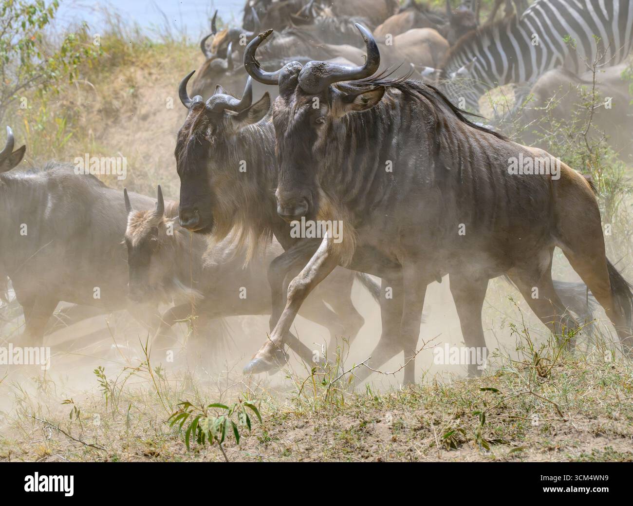 Un branco di GNU blu (Connochaetes taurinus) che si muove in nuvole di polvere durante la grande migrazione, la riserva nazionale Masai Mara, Kenya. Foto Stock