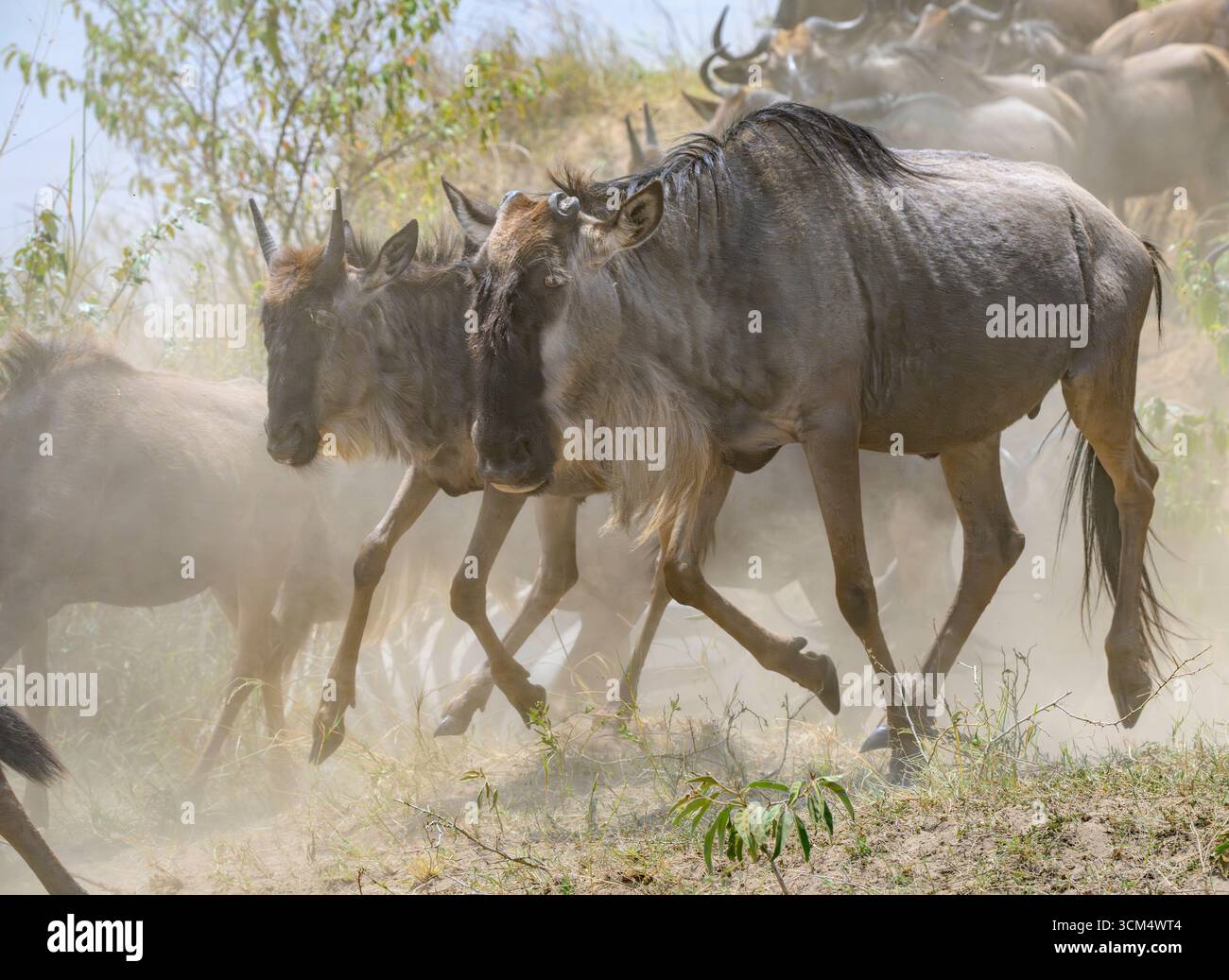 Un branco di GNU blu (Connochaetes taurinus) che si muove in nuvole di polvere durante la grande migrazione, la riserva nazionale Masai Mara, Kenya. Foto Stock