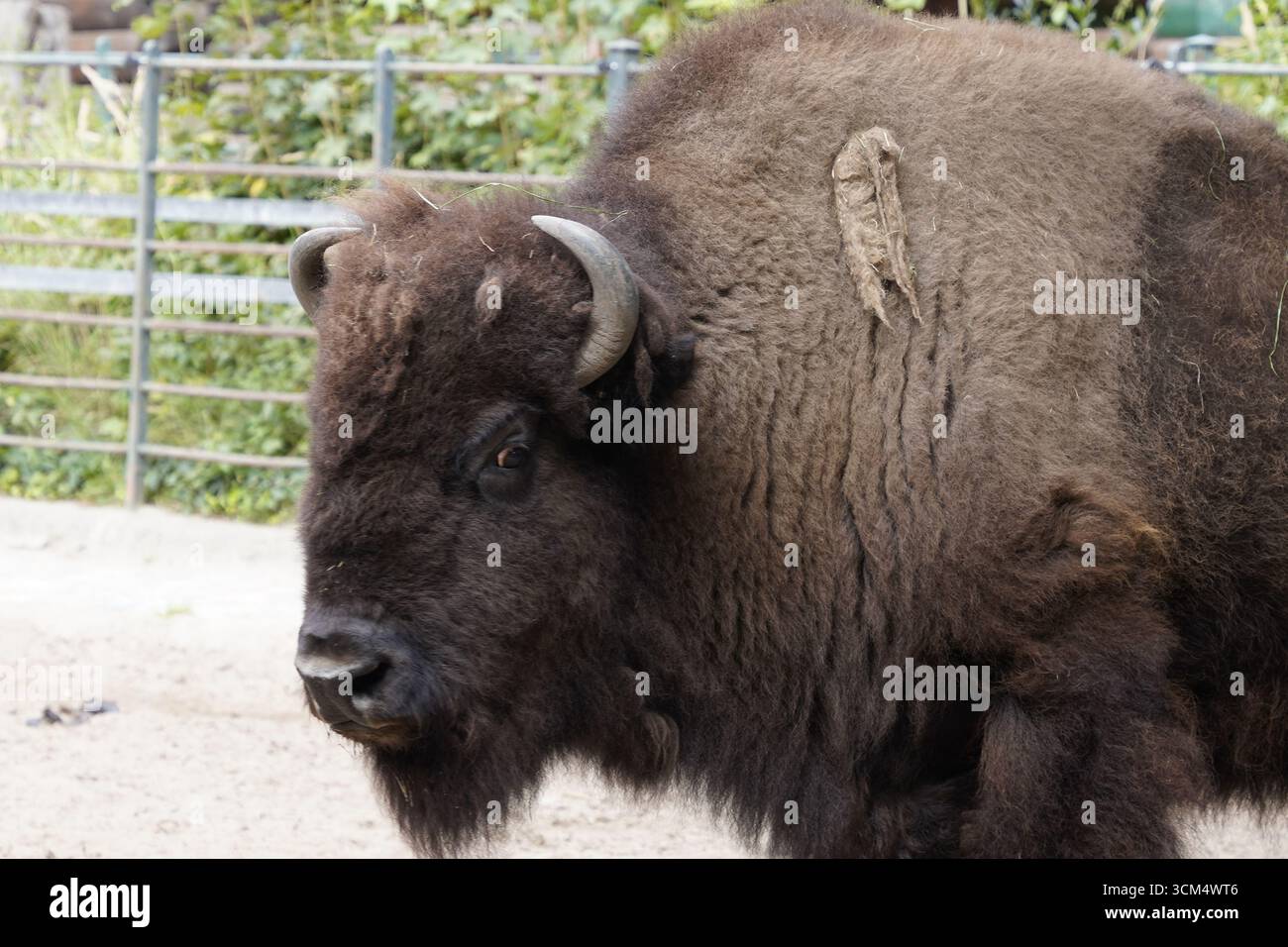 Profilo laterale Ritratto ravvicinato della testa di un bisonte americano maschio, o bufalo americano, con grandi corna e pelliccia marrone scuro Foto Stock Profilo laterale Ritratto ravvicinato della testa di un bisonte americano maschio, o bufalo americano, con grandi corna e pelliccia marrone scuro Foto Stock