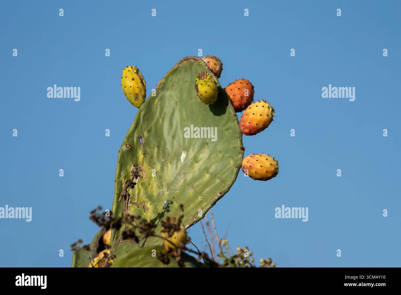 Frutta di cactus maturata in tacchino Foto Stock