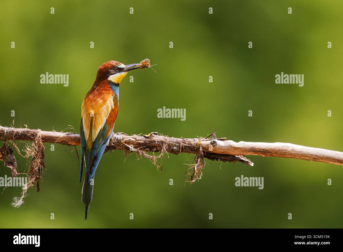 Un apicoltore europeo (Merops apiaster) arroccato su un ramo che tiene un insetto nel becco. Foto Stock